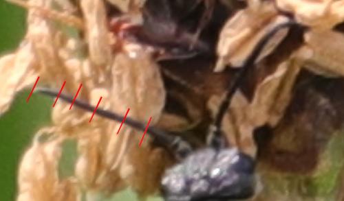 Réf. 227 546 : Selandriinae inconnu